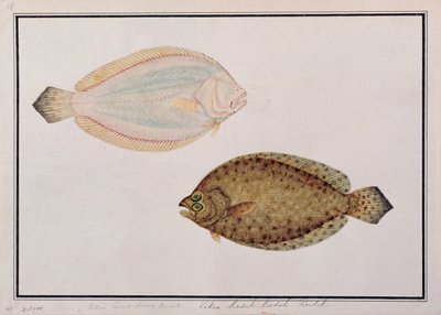 Large-toothed Flounder, from Drawings of Fishes from Malacca, c.1805-18 by Chinese School